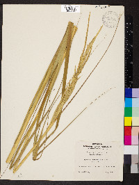 Spartina alterniflora image