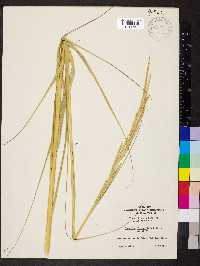 Spartina alterniflora image