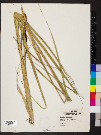 Spartina alterniflora image