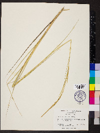 Spartina alterniflora image