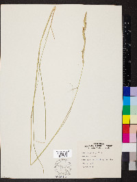 Spartina gracilis image