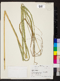 Spartina pectinata image