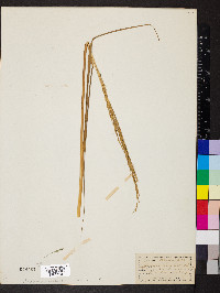 Spartina stricta image