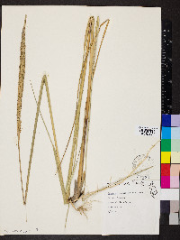 Spartina spartinae image