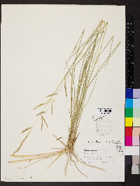 Spartina patens image