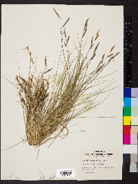 Spartina patens image