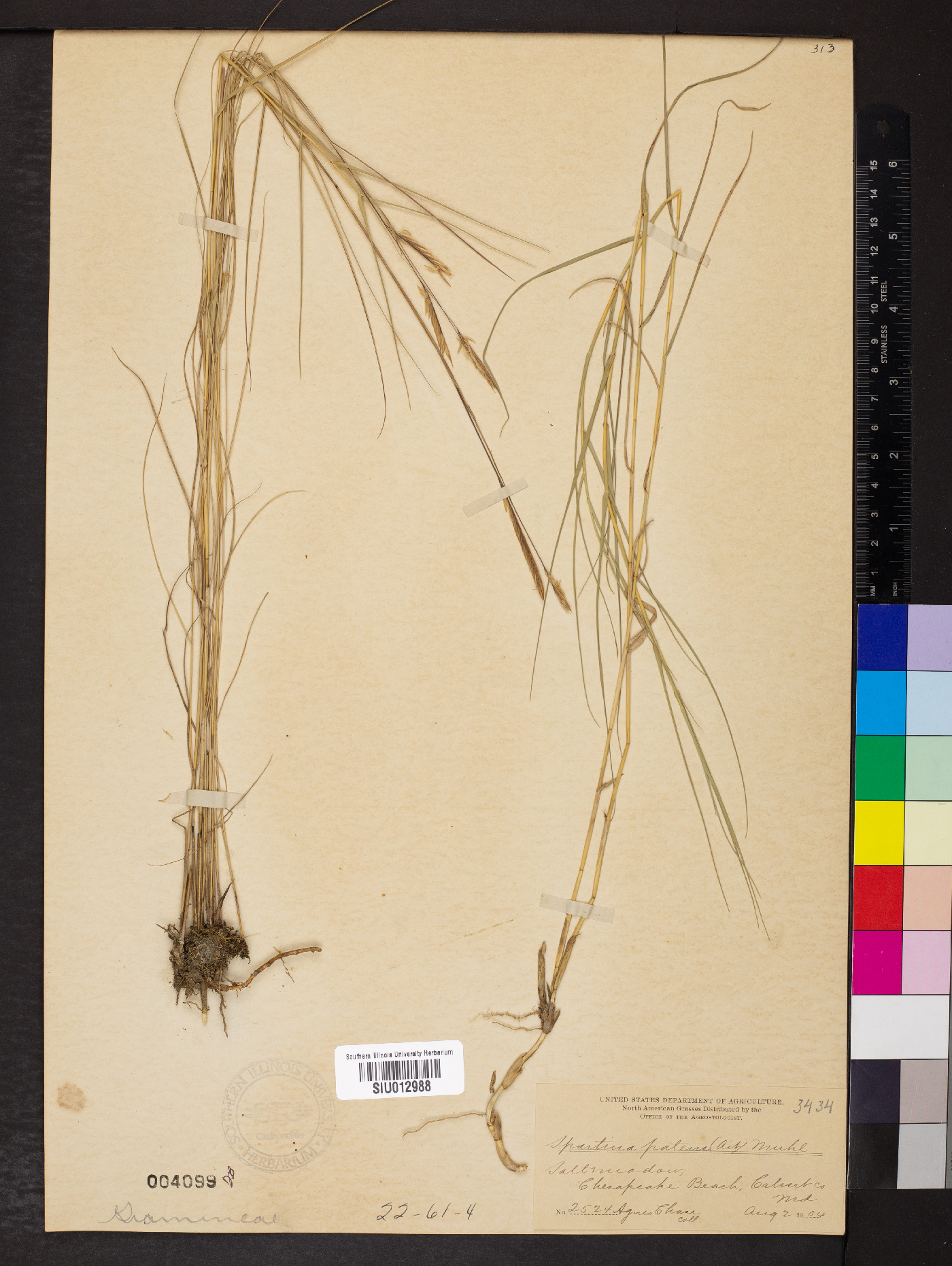 Spartina patens image