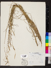 Spartina patens image