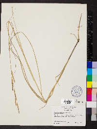 Spartina patens image