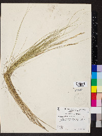 Spartina patens image