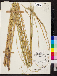 Spartina spartinae image