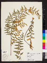 Pellaea viridis image
