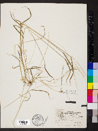 Sphenopholis intermedia image