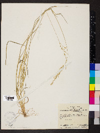 Sphenopholis intermedia image