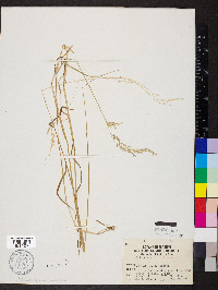 Sphenopholis intermedia image