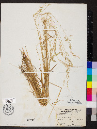 Sphenopholis intermedia image