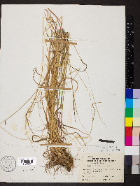 Sphenopholis intermedia image