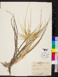 Spinifex hirsutus image