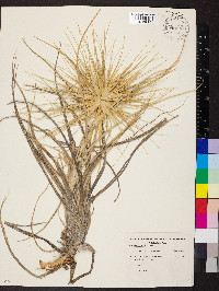 Spinifex hirsutus image