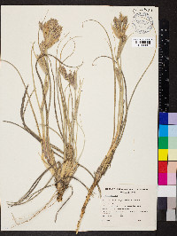 Spinifex sericeus image