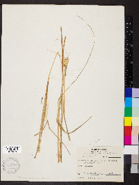 Sporobolus compositus image