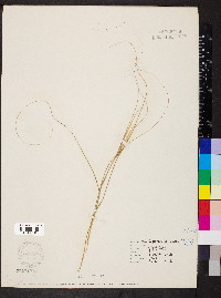 Sporobolus compositus image