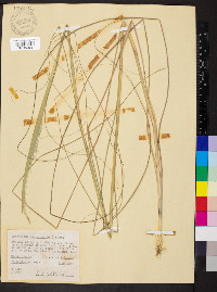 Sporobolus compositus image