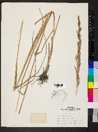 Sporobolus heterolepis image