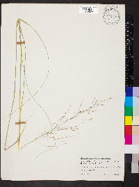 Sporobolus heterolepis image