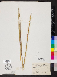 Sporobolus compositus image
