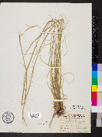 Sporobolus compositus image