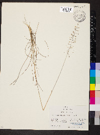 Sporobolus junceus image