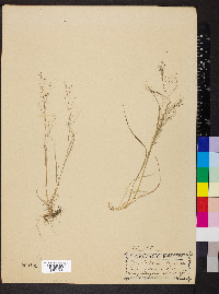 Muhlenbergia uniflora image