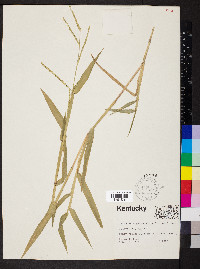 Urochloa platyphylla image