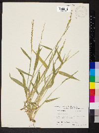 Urochloa texana image