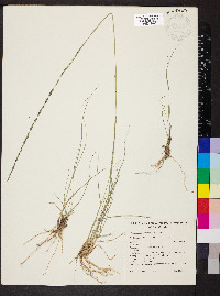 Sporobolus creber image
