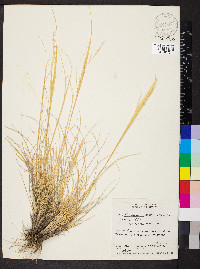 Hesperostipa comata subsp. comata image