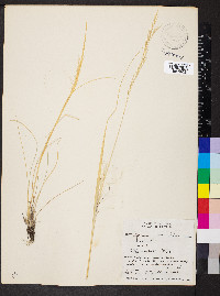 Hesperostipa comata image