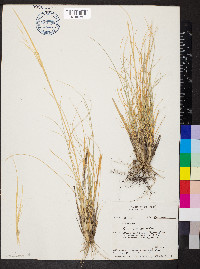 Hesperostipa comata image