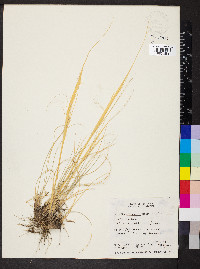 Hesperostipa comata image