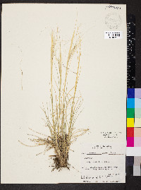 Hesperostipa comata subsp. comata image