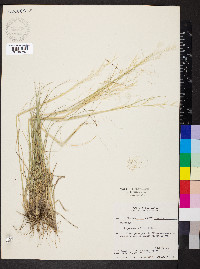 Hesperostipa comata subsp. comata image