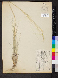 Hesperostipa comata image