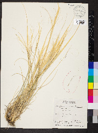 Hesperostipa comata subsp. comata image