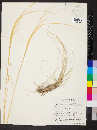 Hesperostipa comata subsp. comata image