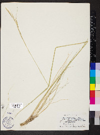 Hesperostipa comata image