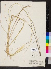 Hesperostipa spartea image