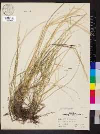 Hesperostipa spartea image