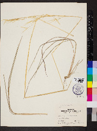 Hesperostipa spartea image