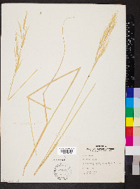 Hesperostipa spartea image